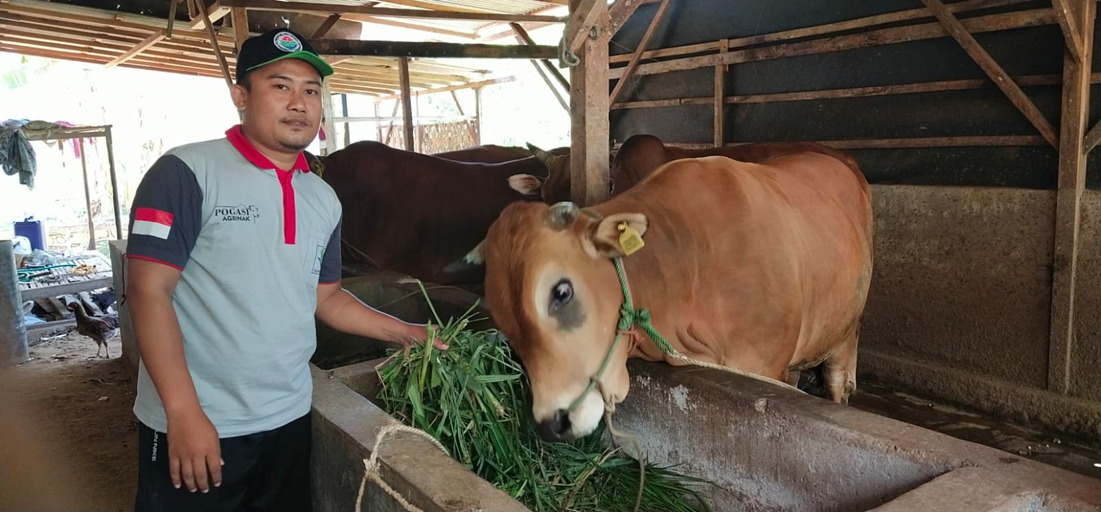 Jeritan Peternak Sapi terhadap Wabah PMK