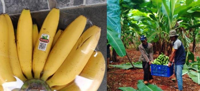 Panen Perdana Pisang Cavendish, DKPP Sumenep Dorong Petani Kembangkan Tanaman Holtikultura