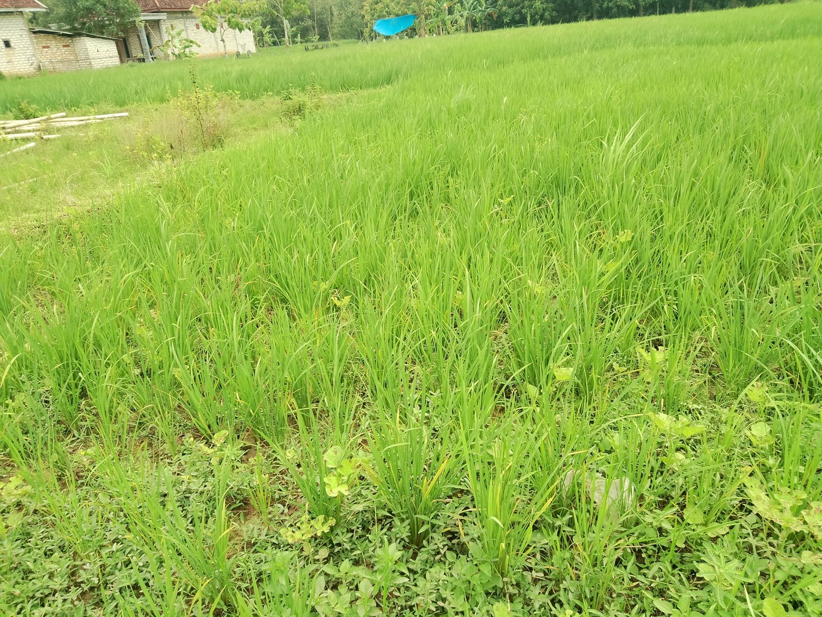 Pupuk Langka, Penyakit Kuning Serang Lahan Padi Milik Petani