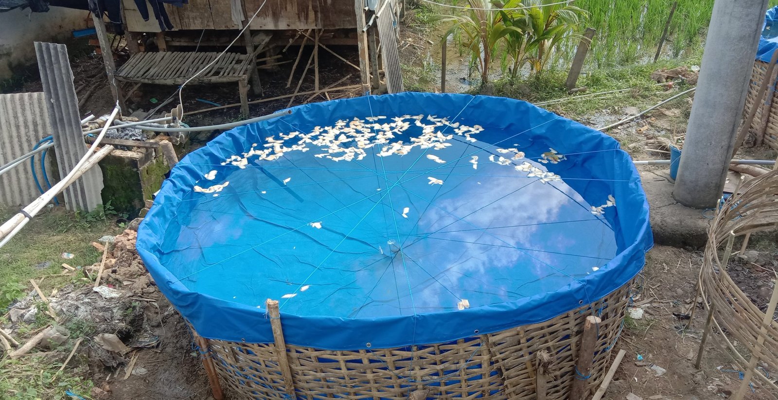 Warga Kecamatan Pasongsongan, Budidaya Lele Berbasis Ekonomi Kreatif