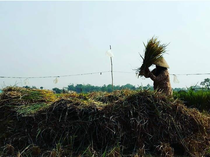 Nilai Tukar Petani Jatim Alami Penurunan, Subsektor Peternakan Paling Anjlok