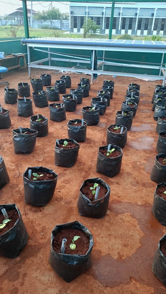 Optimalkan Budidaya Tanaman di Madura, Mahasiswa UTM Kembangkan Inovasi Nanopartikel dari Daun Kelor dan Jerami Padi 2 Optimalkan Budidaya Tanaman di Madura, Mahasiswa UTM Kembangkan Inovasi Nanopartikel dari Daun Kelor dan Jerami Padi