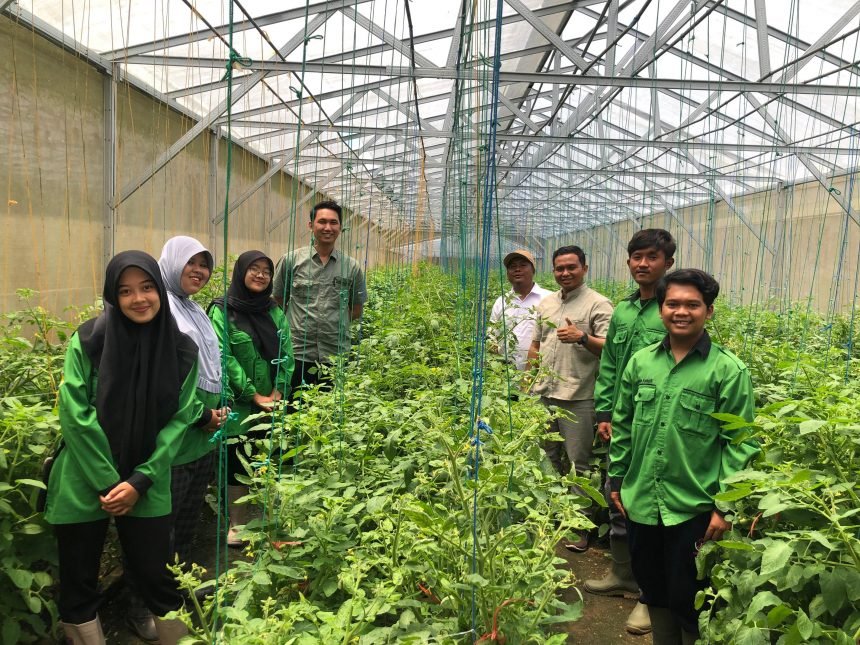 Mahasiswa Agroekoteknologi UTM Dorong Kemajuan Pertanian dengan Inovasi Benih Hibrida di PT. Benih Citra Asia Jember
