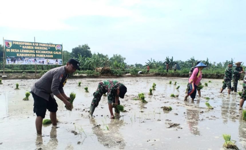 Tingkatkan Ketahanan Pangan, Kodim 0826/Pamekasan Gelar Kegiatan “Namen Bhereng”