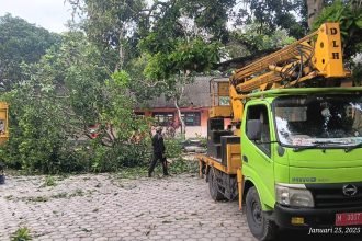 DLH Pamekasan Bertindak Cepat Potong Pohon di Lingkungan SDN Grujugan