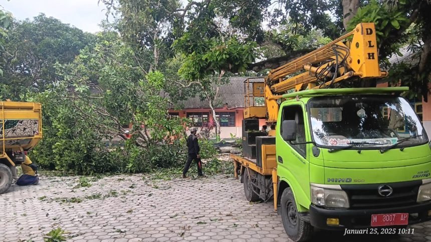 DLH Pamekasan Bertindak Cepat Potong Pohon di Lingkungan SDN Grujugan