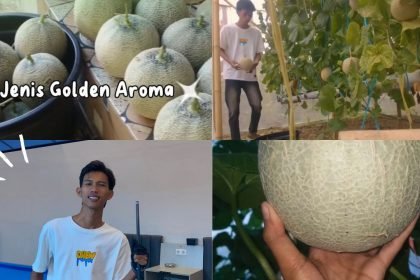 Sosok Alvin Hidayat, Mahasiswa Inspiratif Bangun Usaha Melon Greenhouse Hidroponik dari Bawah