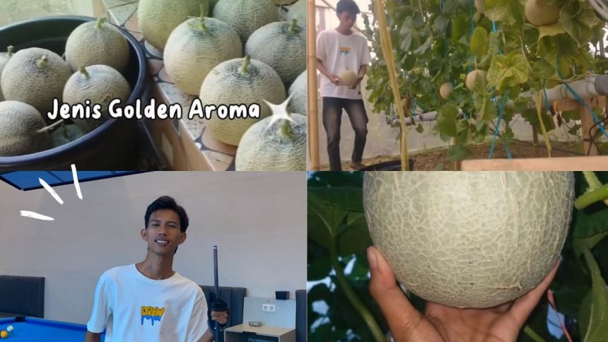 Sosok Alvin Hidayat, Mahasiswa Inspiratif Bangun Usaha Melon Greenhouse Hidroponik dari Bawah