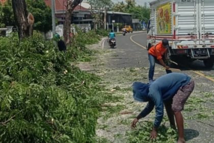 Antisipasi Pohon Tumbang, DLH Sumenep Lakukan Pemangkasan dan Siapkan Mobil Siaga