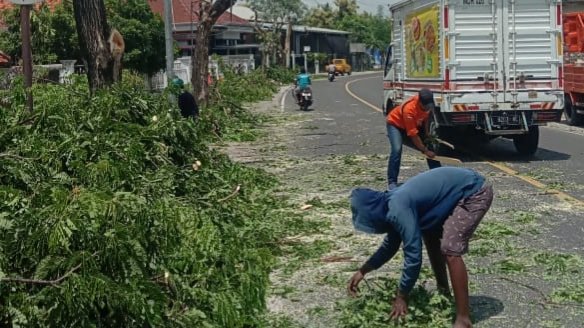 Antisipasi Pohon Tumbang, DLH Sumenep Lakukan Pemangkasan dan Siapkan Mobil Siaga