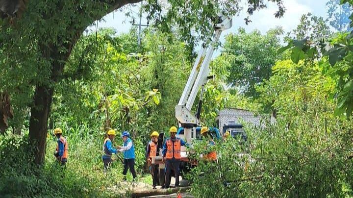 PLN ULP Ketapang dan Tim UP3 Madura Lakukan Pemangkasan Pohon (Ilustrasi)