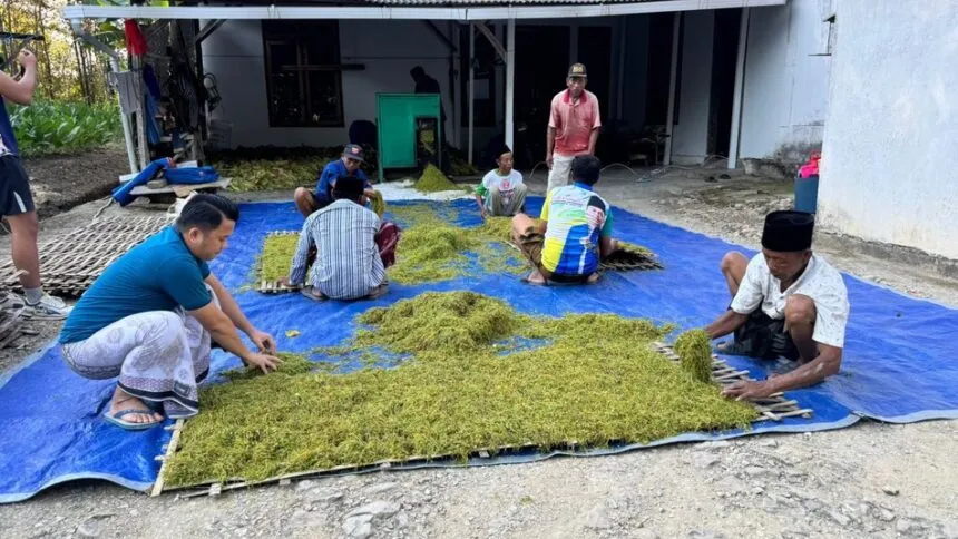 Memasuki Panen Raya Tembakau, Anggota DPR RI Memberikan Dukungan Langsung Kepada Petani