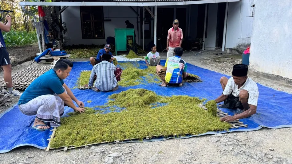 Memasuki Panen Raya Tembakau, Anggota DPR RI Memberikan Dukungan Langsung Kepada Petani