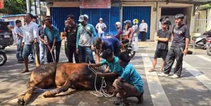 PB IKA PMII Terima Sapi Qurban Presiden Prabowo